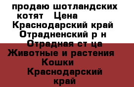 продаю шотландских котят › Цена ­ 1 500 - Краснодарский край, Отрадненский р-н, Отрадная ст-ца Животные и растения » Кошки   . Краснодарский край